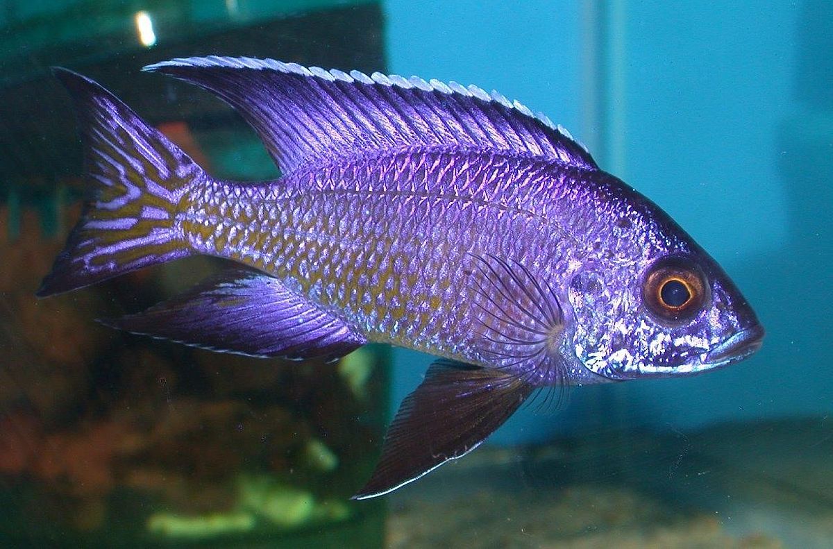 Why Essex? Tropical Fish Club City of Essex Junction, Vermont