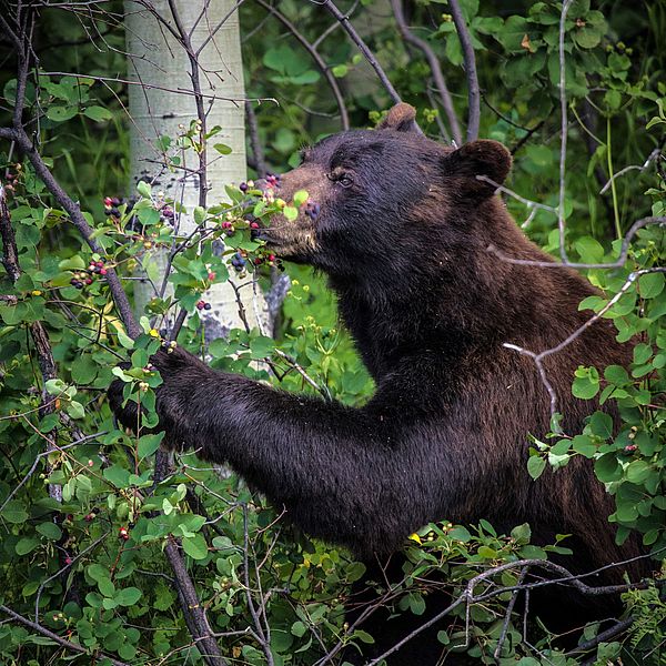 Image of a bear
