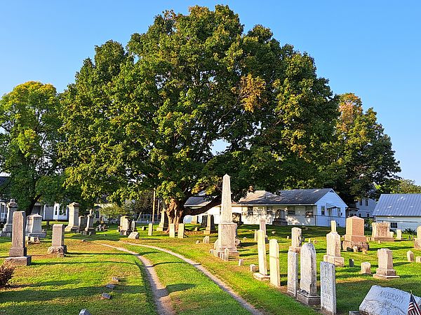 Image of Village Cemetery Tree