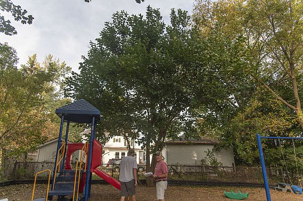 Image of Summit Street School Tree