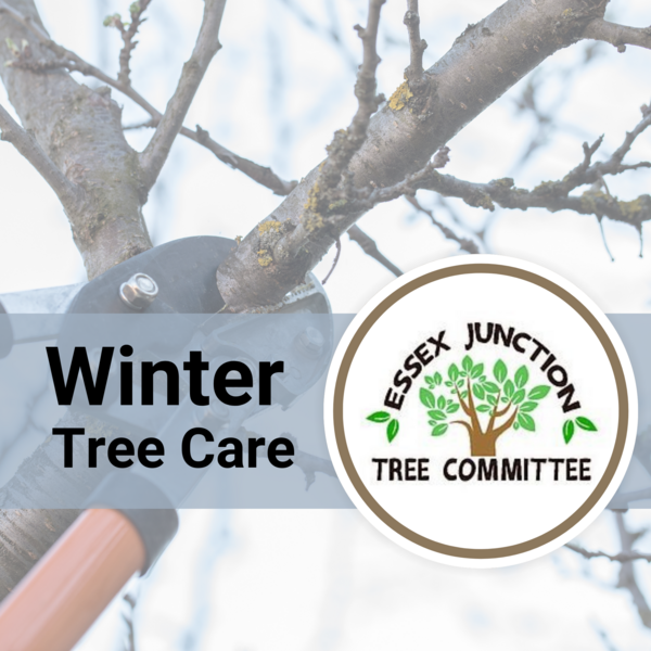 TAC Winter Tree Care Graphic