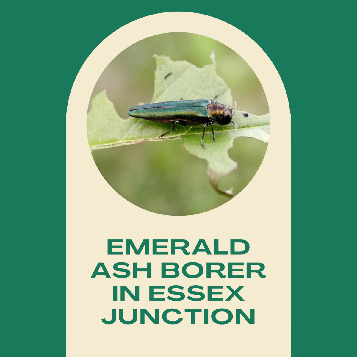 Emerald Ash Borer Discovered in Essex Junction City of Essex Junction